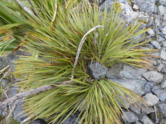 Aciphylla ferox