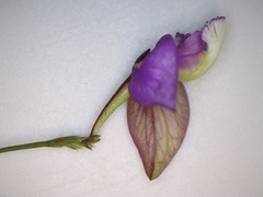 Polygala refracta