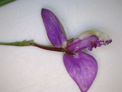 Polygala refracta
