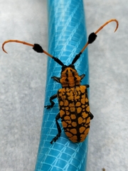 Aristobia approximator