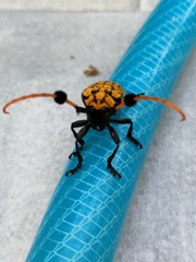 Aristobia approximator