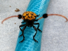 Aristobia approximator