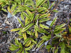 Aciphylla monroi