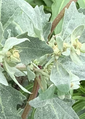 Atriplex rosea