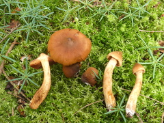 Cortinarius rubellus