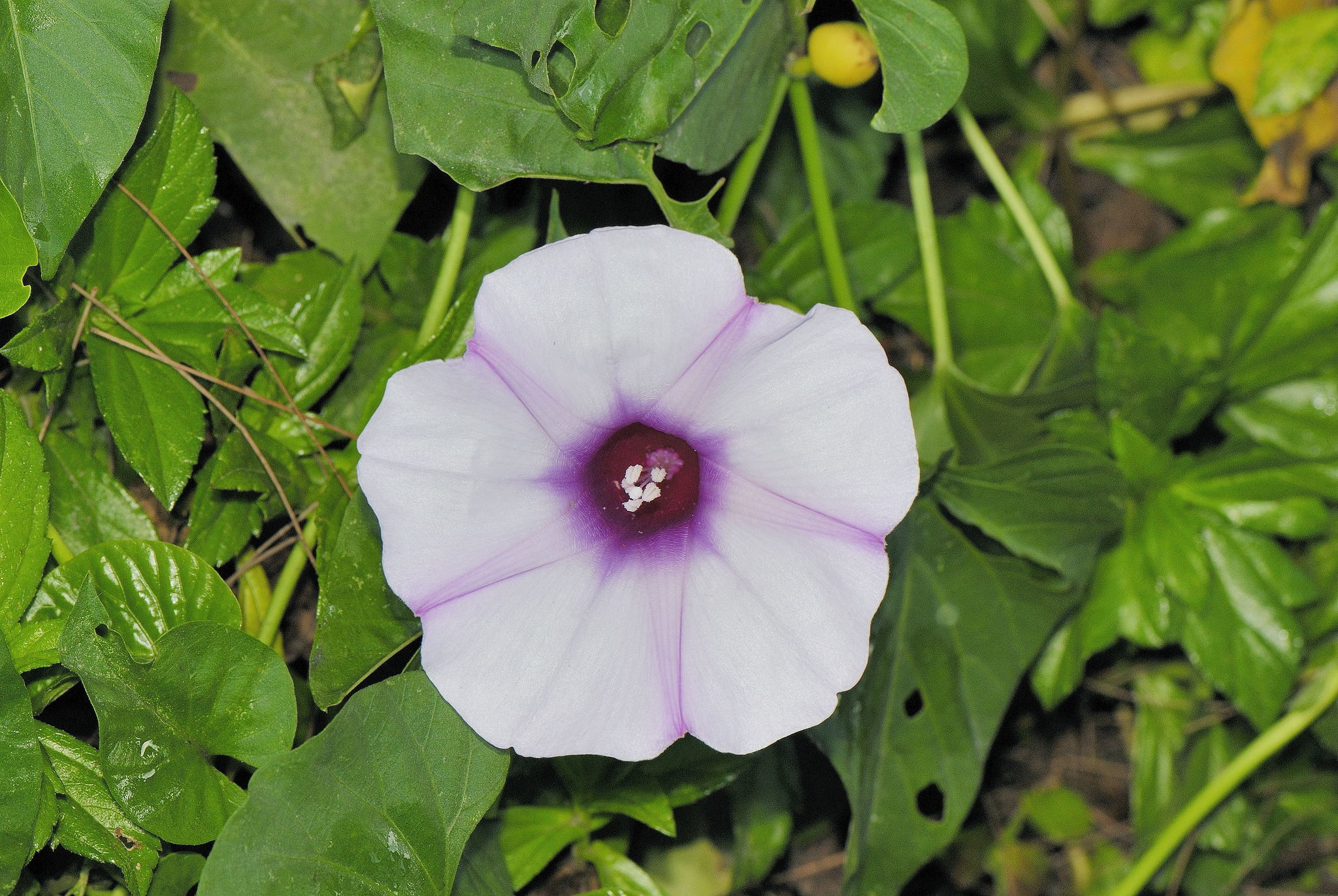 Stictocardia