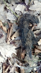 Canis lupus italicus