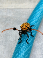 Aristobia approximator