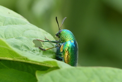 Sternocera aequisignata