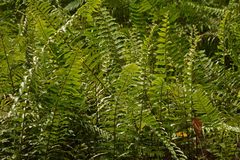 Nephrolepis hirsutula