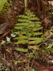 Nephrolepis hirsutula