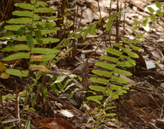 Nephrolepis hirsutula