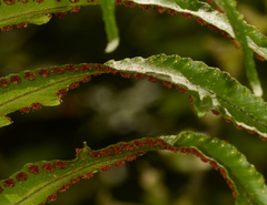 Nephrolepis hirsutula