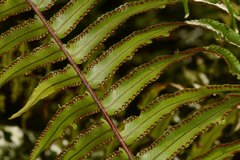 Nephrolepis hirsutula