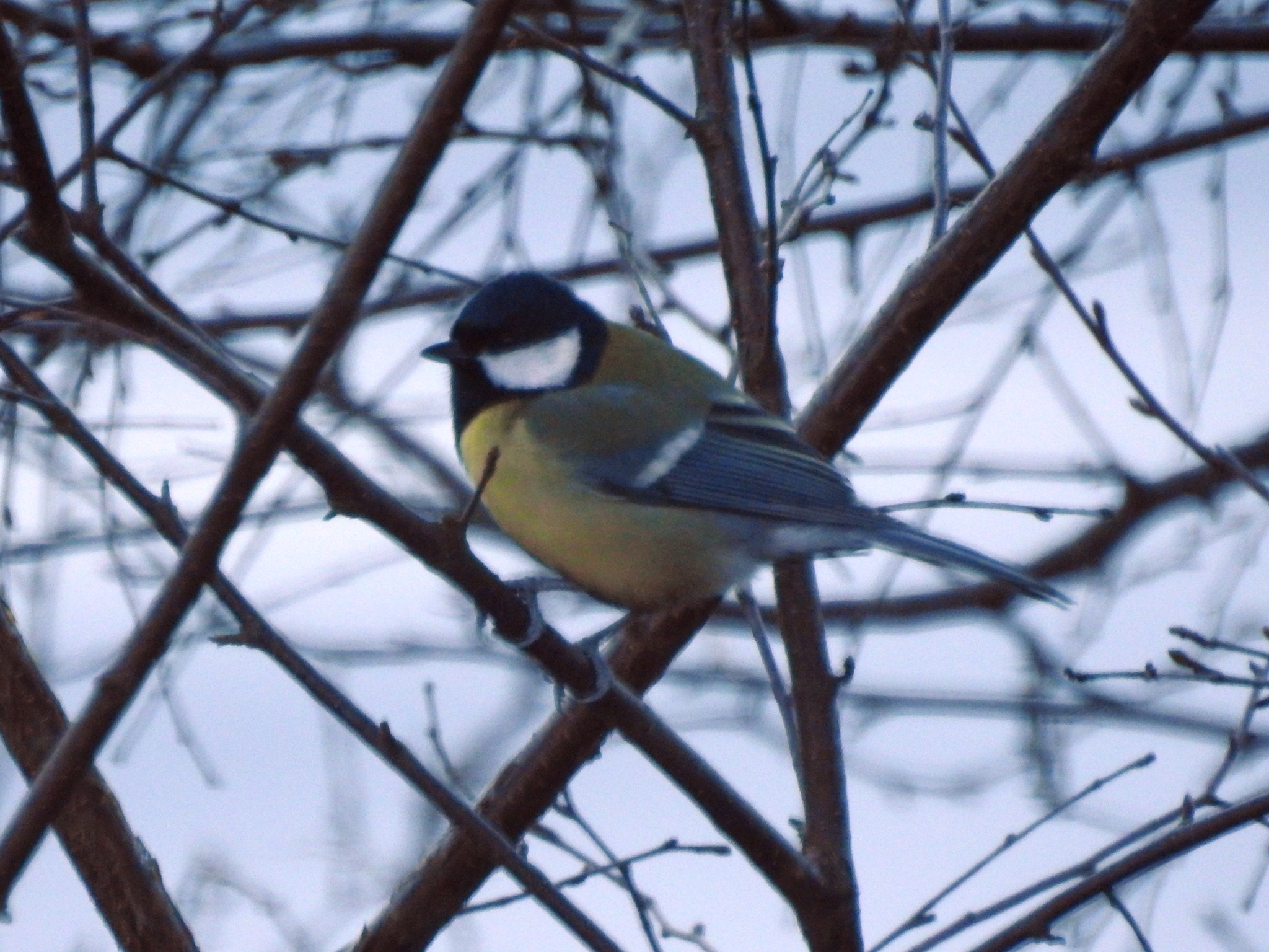 Great Tit