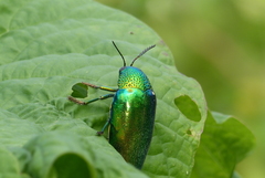 Sternocera aequisignata