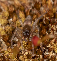 Drassyllus