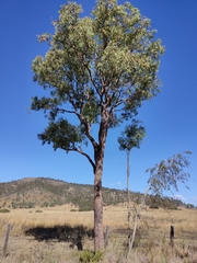 Corymbia erythrophloia