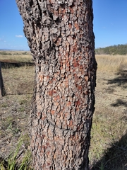 Corymbia erythrophloia