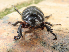 Cyphonistes vallatus