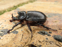 Cyphonistes vallatus