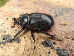Cyphonistes vallatus