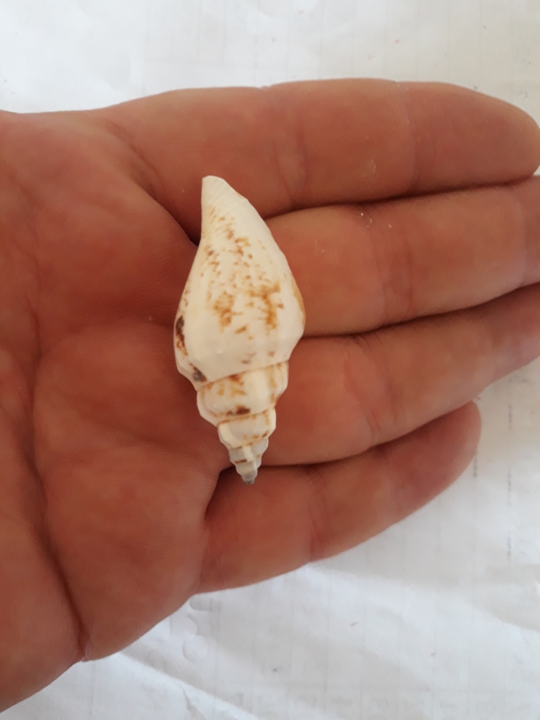 Canarium urceus