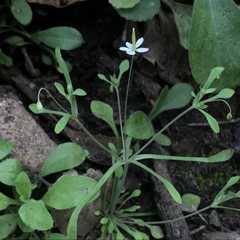 Meconella denticulata