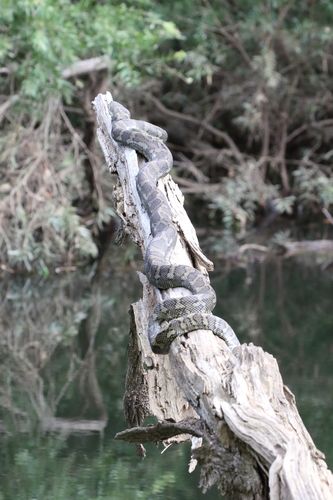 Morelia spilota