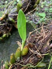 Bulbophyllum griffithii