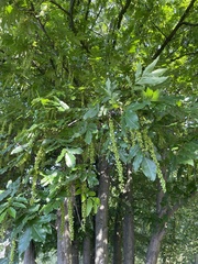 Pterocarya fraxinifolia
