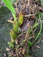 Bulbophyllum griffithii