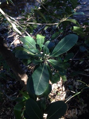 Sideroxylon inerme inerme