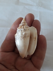 Euprotomus aurisdianae