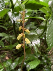 Gastrodia flabilabella