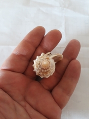 Euprotomus aurisdianae