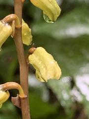 Gastrodia flabilabella