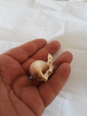 Euprotomus aurisdianae