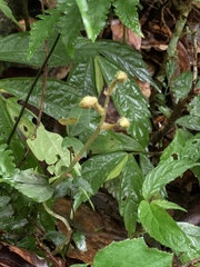 Odontochilus tashiroi