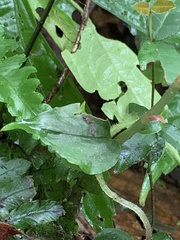 Odontochilus tashiroi