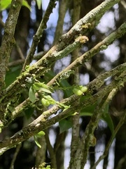 Taeniophyllum compacta