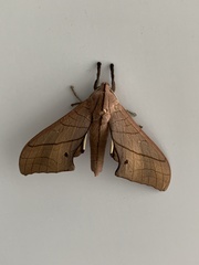 Marumba cristata bukaiana