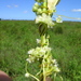 Cuscuta australis - Photo (c) Harry Rose,  זכויות יוצרים חלקיות (CC BY)