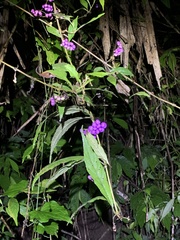 Callicarpa randaiensis