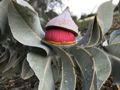 Eucalyptus macrocarpa