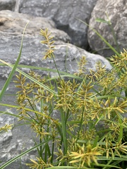 Cyperus microiria