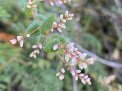 Leucopogon amplexicaulis