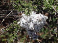 Eriocephalus racemosus