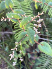 Leucopogon amplexicaulis