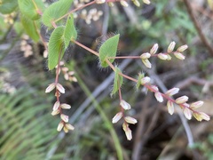 Leucopogon amplexicaulis